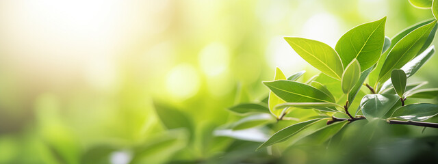 Obraz premium leaves on a tree against the background of sun rays
