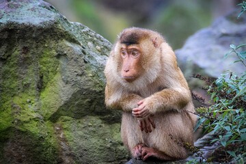 Scheues Äffchen sucht Schutz