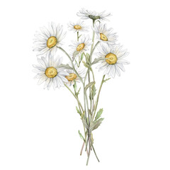 Watercolor Daisy. Hand drawn illustration of Chamomile. bouquet of white blossom flowers on isolated background. Drawing botanical clipart invitation cards. Hand painted summer rustic wildflowers.