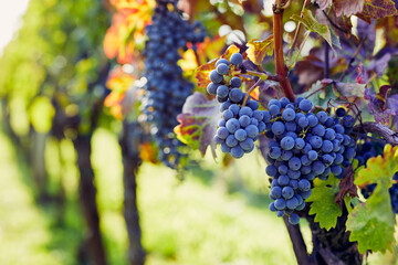 View into the vineyard row of ripe hanging blue grapes - 711020237