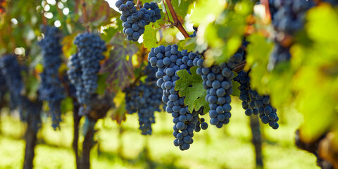 Ripe blue grapes hanging in the vineyard on an autumn day - 711020255