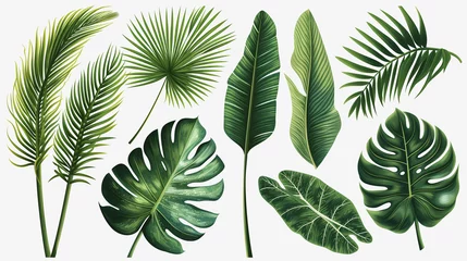 Tuinposter A set of tropical leaves isolated on a white background. Beautiful tropical exotic foliage. Illustration © Olivia