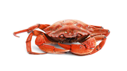 One delicious boiled crab isolated on white