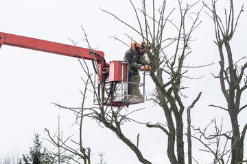 Work at heights - tree care and cutting.