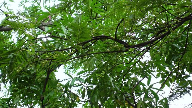 Phyllanthus emblica fruit also called Indian gooseberry hanging on a green amla tree. 