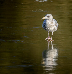 Close up of a Juvenile seagull standing on frozen lake with reflection