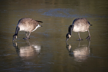 Pair of Canada Geese standing on frozen lake surface trying to break the ice