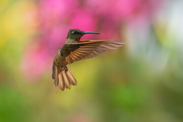 Fawn-breasted Brilliant Hummingbird in flight, 4K resolution, best Ecuador humminbirds