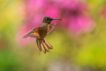 Fawn-breasted Brilliant Hummingbird in flight, 4K resolution, best Ecuador humminbirds