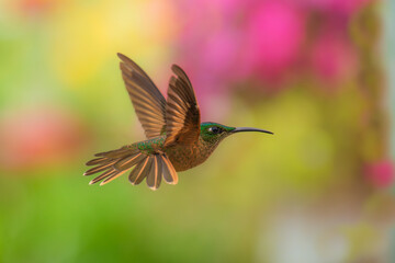 Fawn-breasted Brilliant Hummingbird in flight, 4K resolution, best Ecuador humminbirds