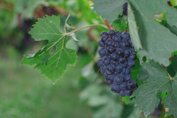 dark purple grapes