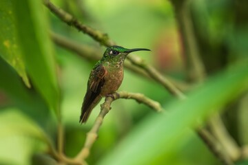 Fawn-breasted Brilliant Hummingbird in flight, 4K resolution, best Ecuador humminbirds