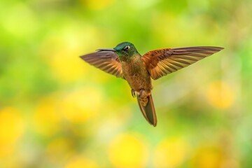 Fawn-breasted Brilliant Hummingbird in flight, 4K resolution, best Ecuador humminbirds