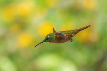 Fawn-breasted Brilliant Hummingbird in flight, 4K resolution, best Ecuador humminbirds