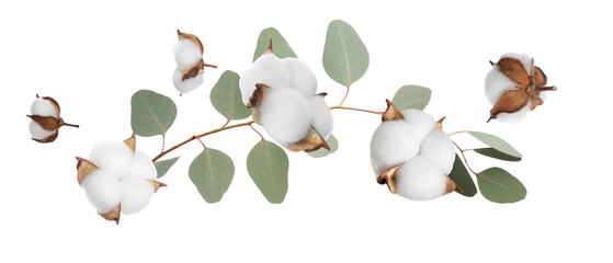 Cotton flowers and eucalyptus leaves falling isolated on white