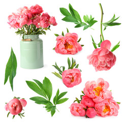 Beautiful coral peonies with green leaves isolated on white, collection