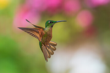 Fawn-breasted Brilliant Hummingbird in flight, 4K resolution, best Ecuador humminbirds