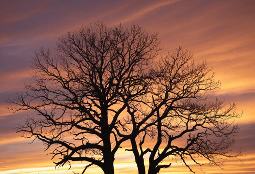Golden dusk image of a silhouette dead tree against a peaceful sky. Symbolizing hope, spiritual awakening, and respect for nature. Inspiration and tranquility in nature's beauty.