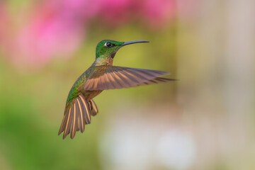Fawn-breasted Brilliant Hummingbird in flight, 4K resolution, best Ecuador humminbirds