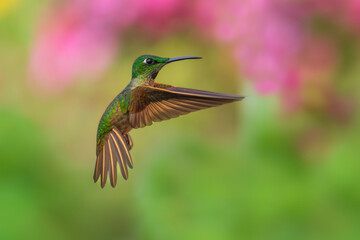 Fawn-breasted Brilliant Hummingbird in flight, 4K resolution, best Ecuador humminbirds