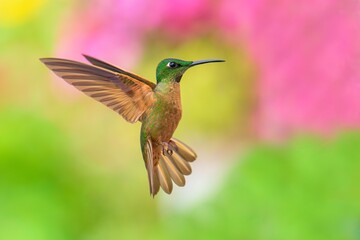 Fawn-breasted Brilliant Hummingbird in flight, 4K resolution, best Ecuador humminbirds