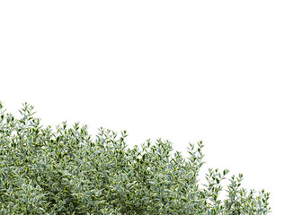 Obraz premium Wild privet branch bushes shrub isolated
