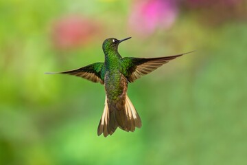 Fawn-breasted Brilliant Hummingbird in flight, 4K resolution, best Ecuador humminbirds
