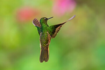 Fawn-breasted Brilliant Hummingbird in flight, 4K resolution, best Ecuador humminbirds