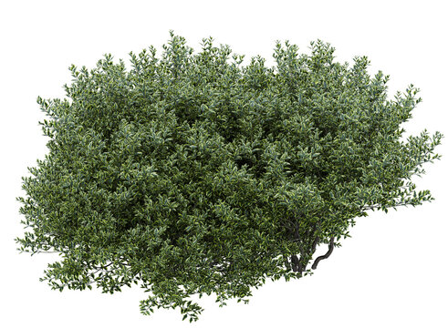 Wild privet branch bushes shrub isolated