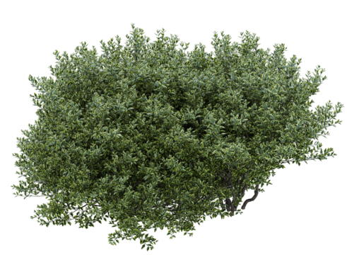 Wild privet branch bushes shrub isolated