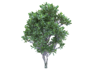 Northern bayberry branch bushes shrub isolated