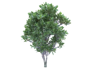 Foto op Aluminium Northern bayberry branch bushes shrub isolated © Poprock3d