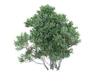 Northern bayberry branch bushes shrub isolated