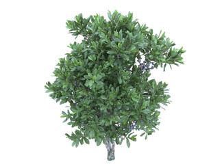 Northern bayberry branch bushes shrub isolated