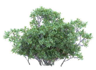 Northern bayberry branch bushes shrub isolated