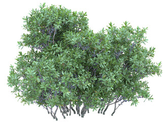 Northern bayberry branch bushes shrub isolated