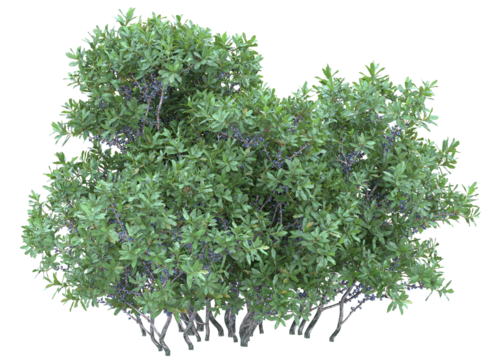 Northern bayberry branch bushes shrub isolated