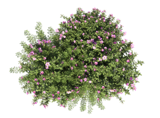 Hairy Rock-rose bushes  