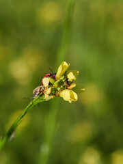Closeup of flower with blur background