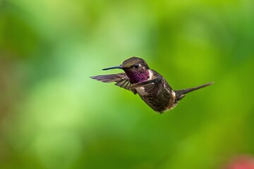 White-bellied Woodstar, Hummingbird in flight, 4K resolution, best humminbirds Ecuador