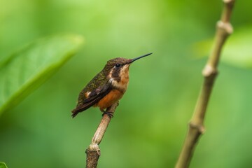 White-bellied Woodstar, Hummingbird in flight, 4K resolution, best humminbirds Ecuador
