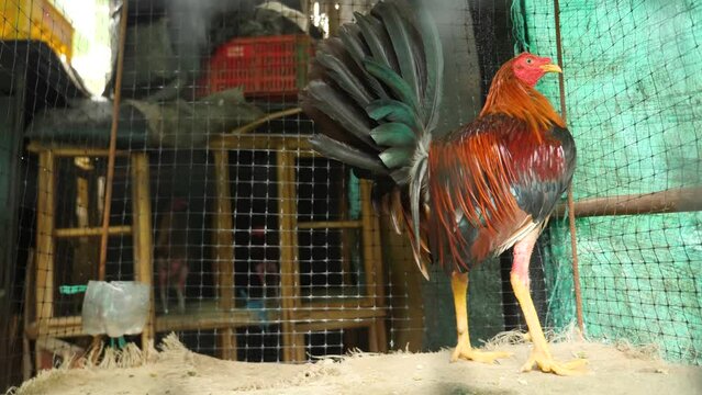 A fighting rooster gets ready for its next fight, Colombia. Cackling or Crowing rooster plucked feathers on its legs. A close-up shot of a rooster in a cage. High quality 4k footage.