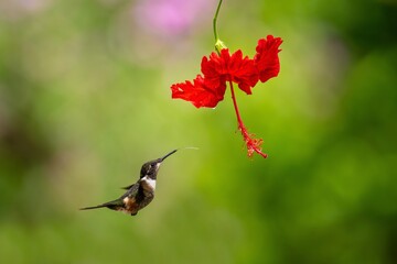 White-bellied Woodstar, Hummingbird in flight, 4K resolution, best humminbirds Ecuador