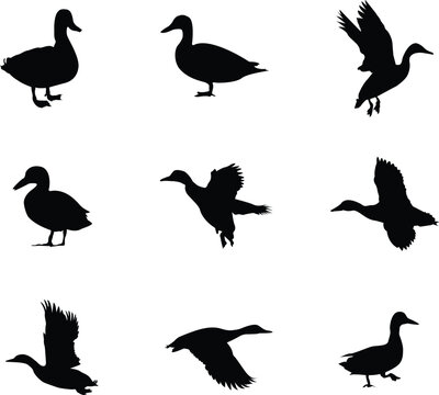 A vector collection of ducks in a variety of poses for artwork compositions
