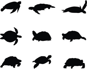 A collection of turtles for artwork compositions