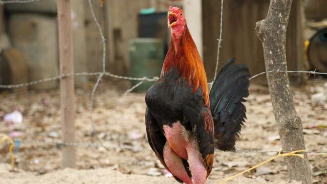 A fighting rooster gets ready for its next fight, Colombia. Cackling or Crowing rooster plucked feathers on its legs. A close-up shot of a rooster in a cage. High quality 4k footage.