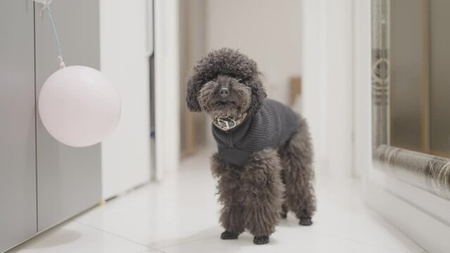 Black poodle standing at home