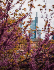 Philadelphia in the spring