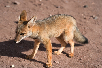 Zorro del desierto zona norte de Chile