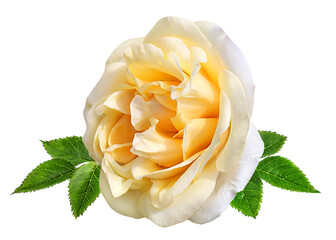 White rose isolated on white background with clipping path